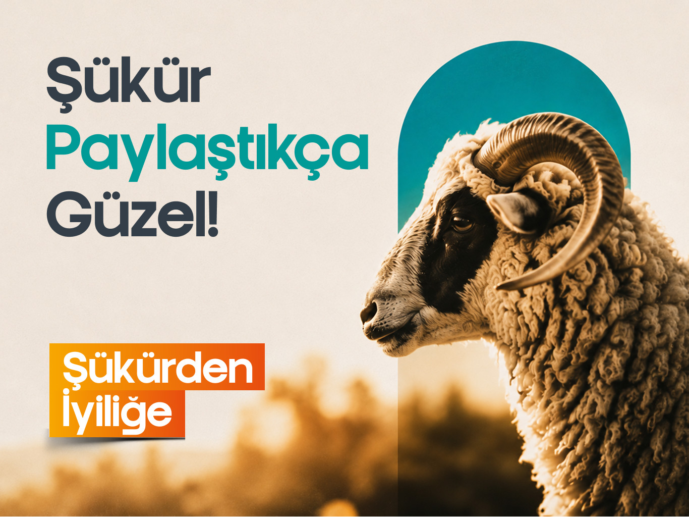 Şükür Kurbanı